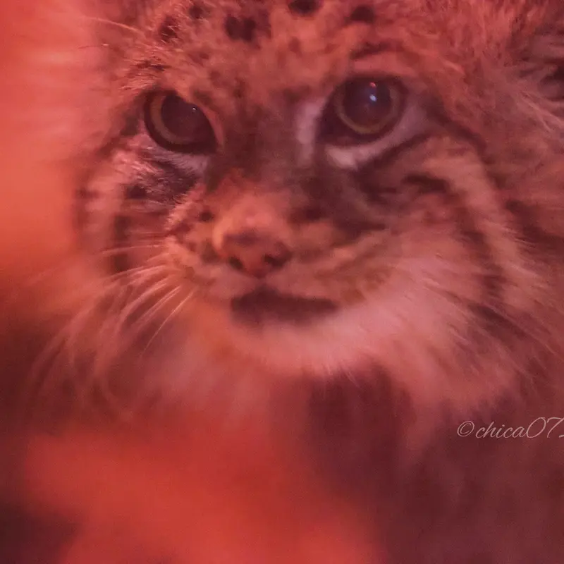 Фотография Найма в Зоопарке Уено