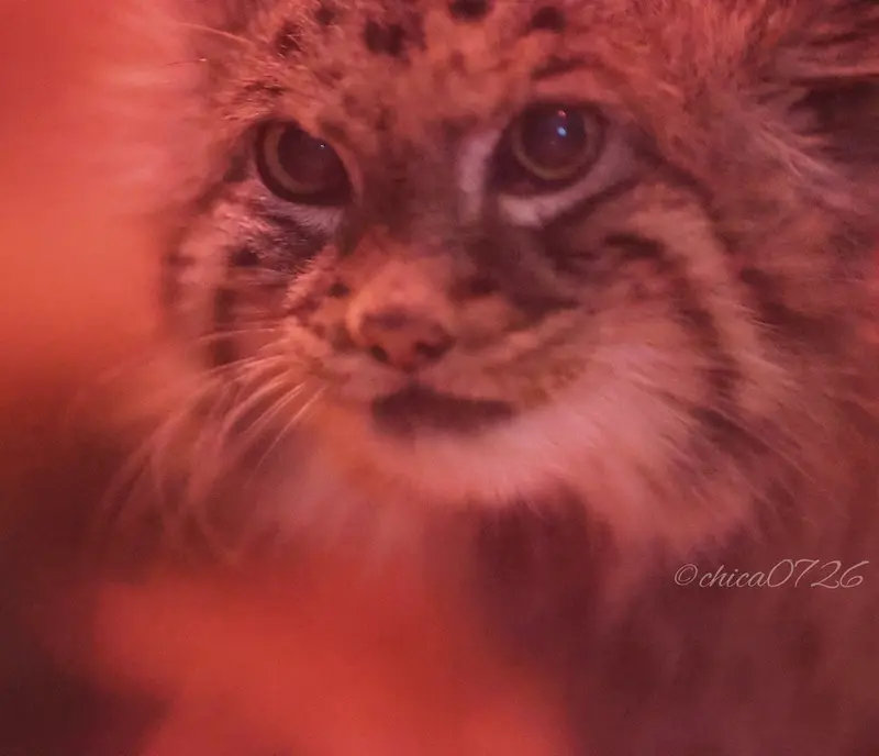 Фотография Найма в Зоопарке Уено