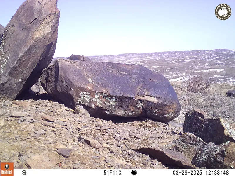 Фотография Казахскаи Пищухи с фотоловушки Кошкар