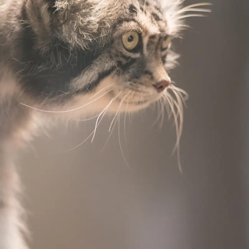 Фотография Ириса в Зоопарке Кобе Оджи
