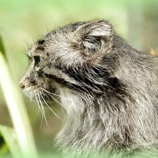 Фотография Бартока в Земли Натаэ