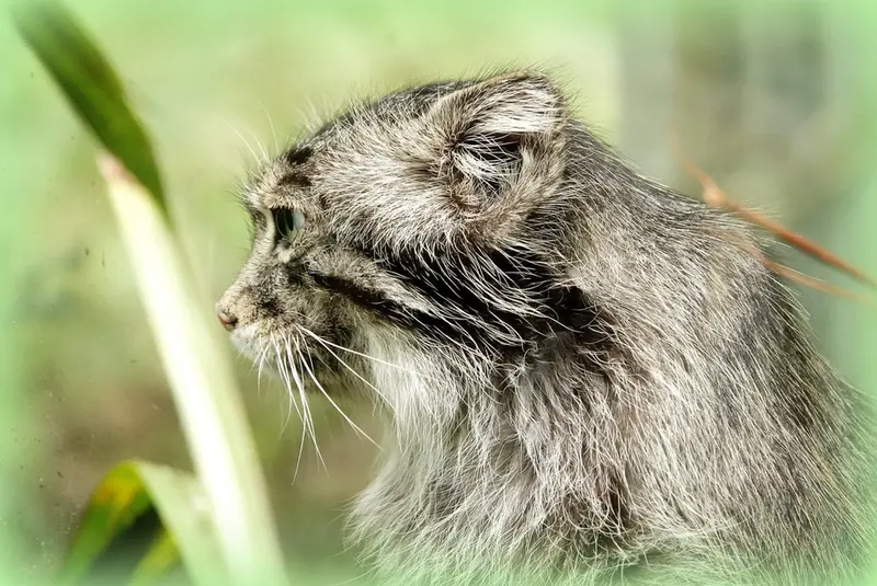 Фотография Бартока в Земли Натаэ