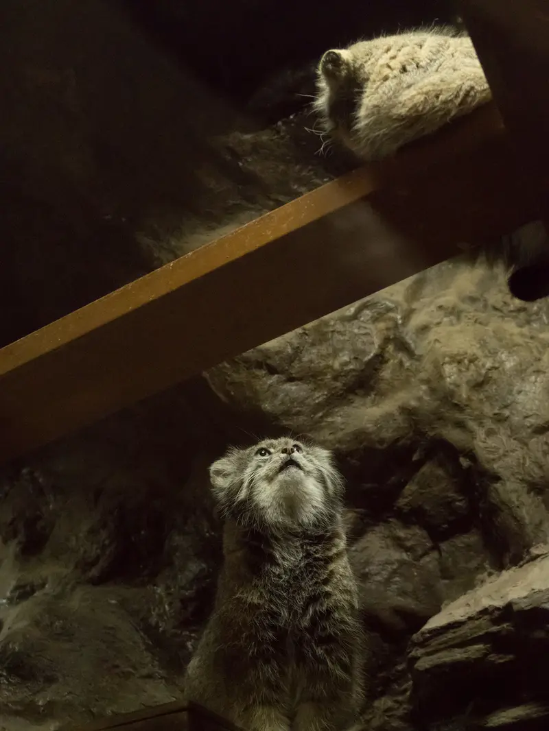 Фотография Примулы и Клёна в Зоопарке Уено