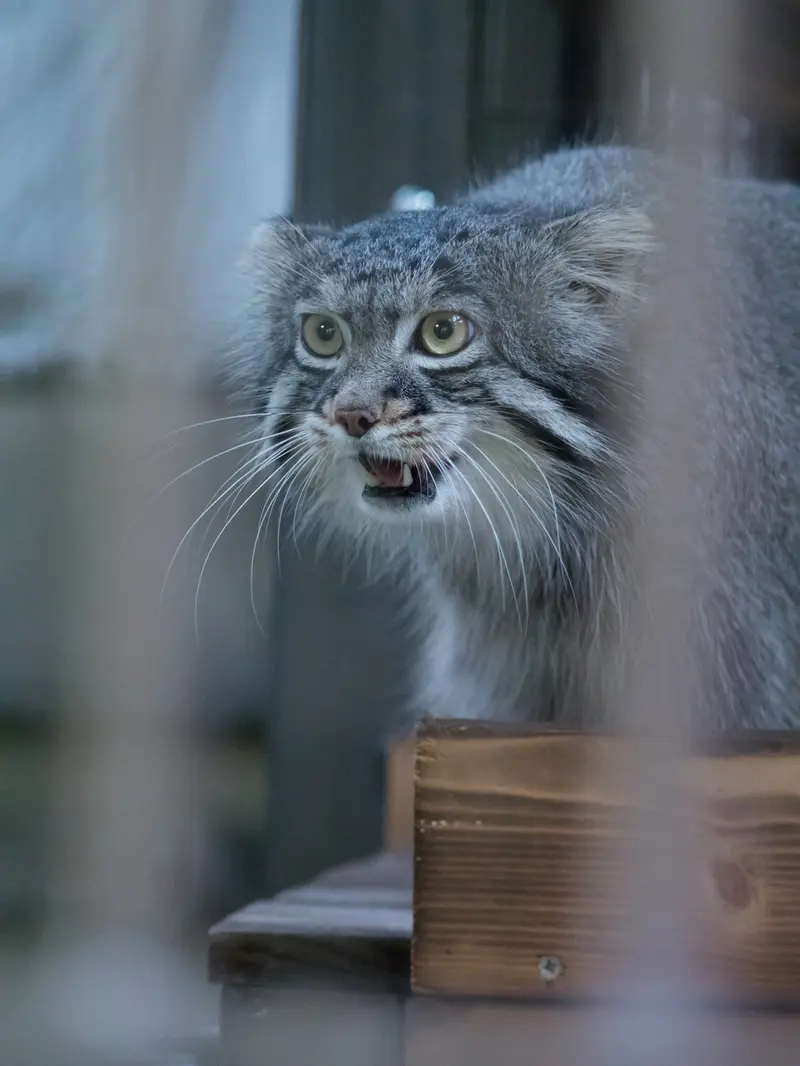 Фотография Фиги в Зоопарке Ногеяме