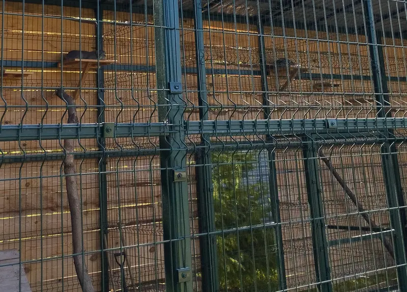 Фотография Пепе и Чипа в Барнаульском Зоопарке «Лесная сказка»