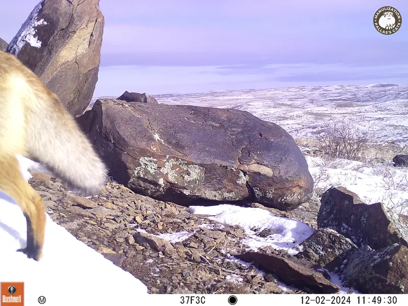 Фотография Рыжаи Лисица с фотоловушки Кошкар