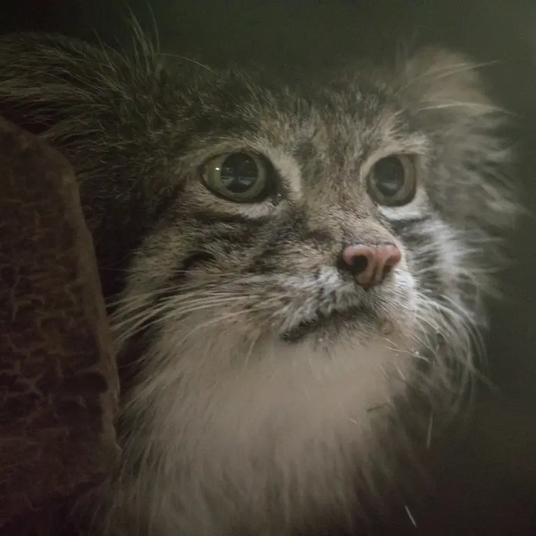 Фотография Клёна в Зоопарке Уено