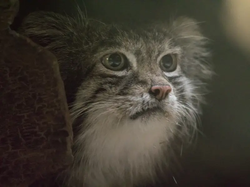 Фотография Клёна в Зоопарке Уено