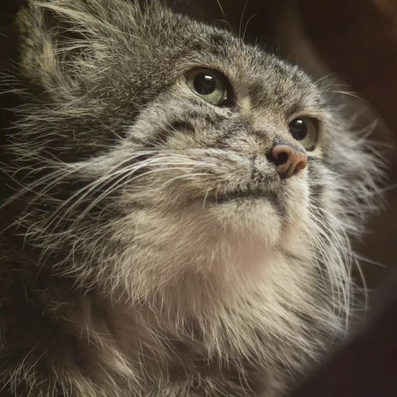 Фотография Клёна в Зоопарке Уено