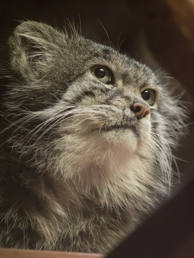 Фотография Клёна в Зоопарке Уено