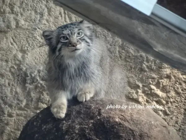 Фотография с манулом