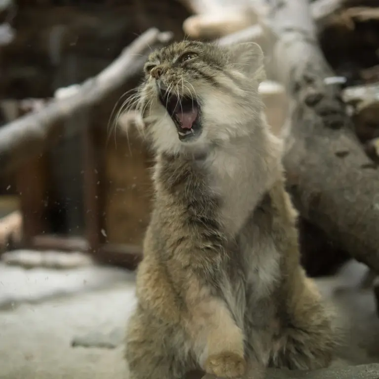 Фотография Примулы в Зоопарке Уено