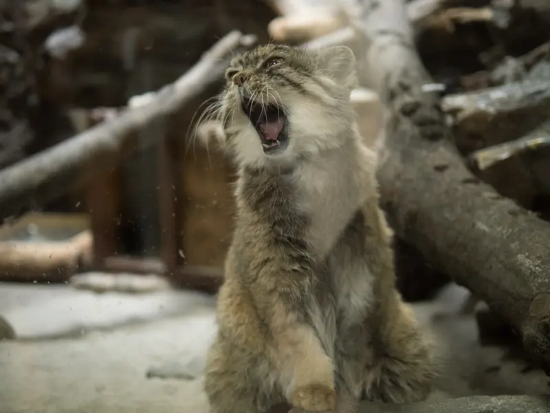 Фотография Примулы в Зоопарке Уено