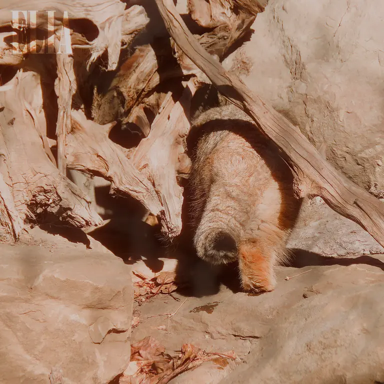 Фотография Олафа в Зоопарке Калгари / Институте Уайлдере