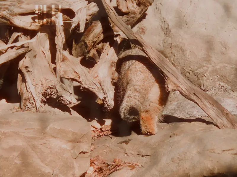 Фотография Олафа в Зоопарке Калгари / Институте Уайлдере