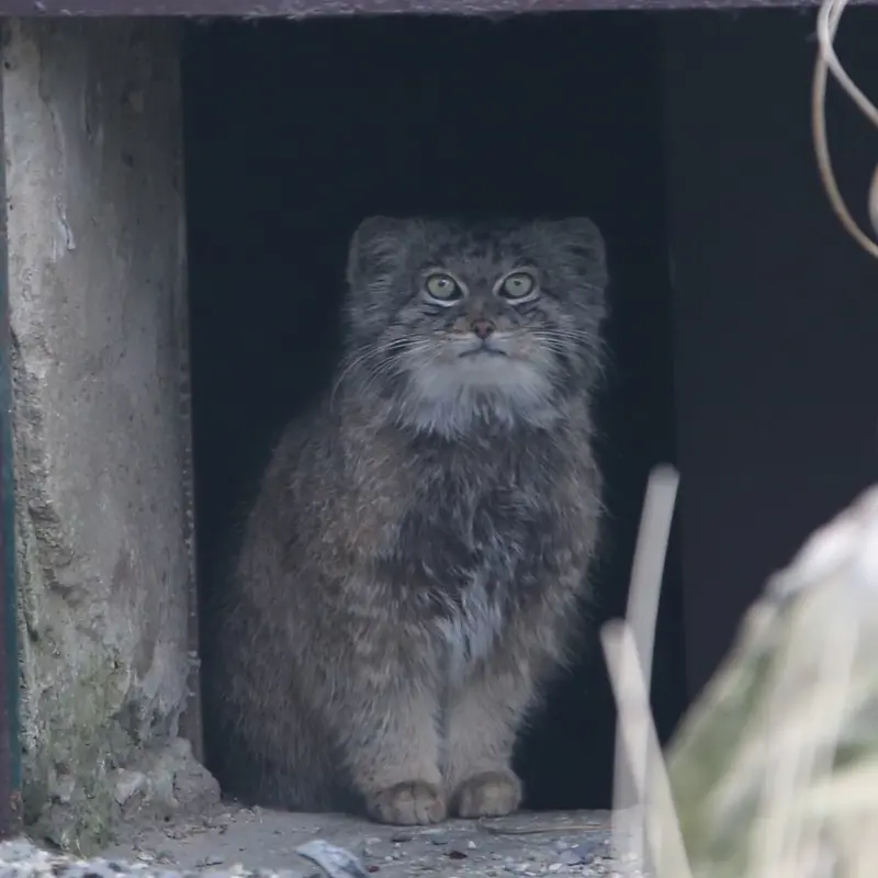 Фотография Плутона в Остравском Зоопарке