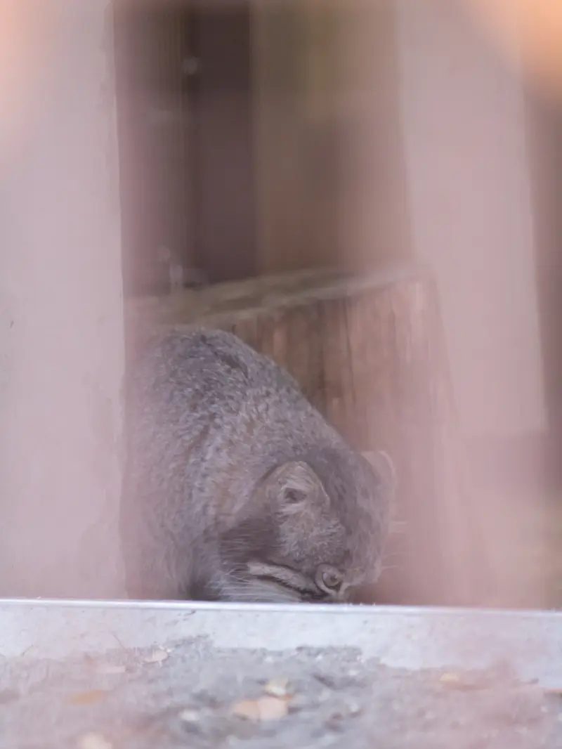 Фотография Фиги в Зоопарке Ногеяме