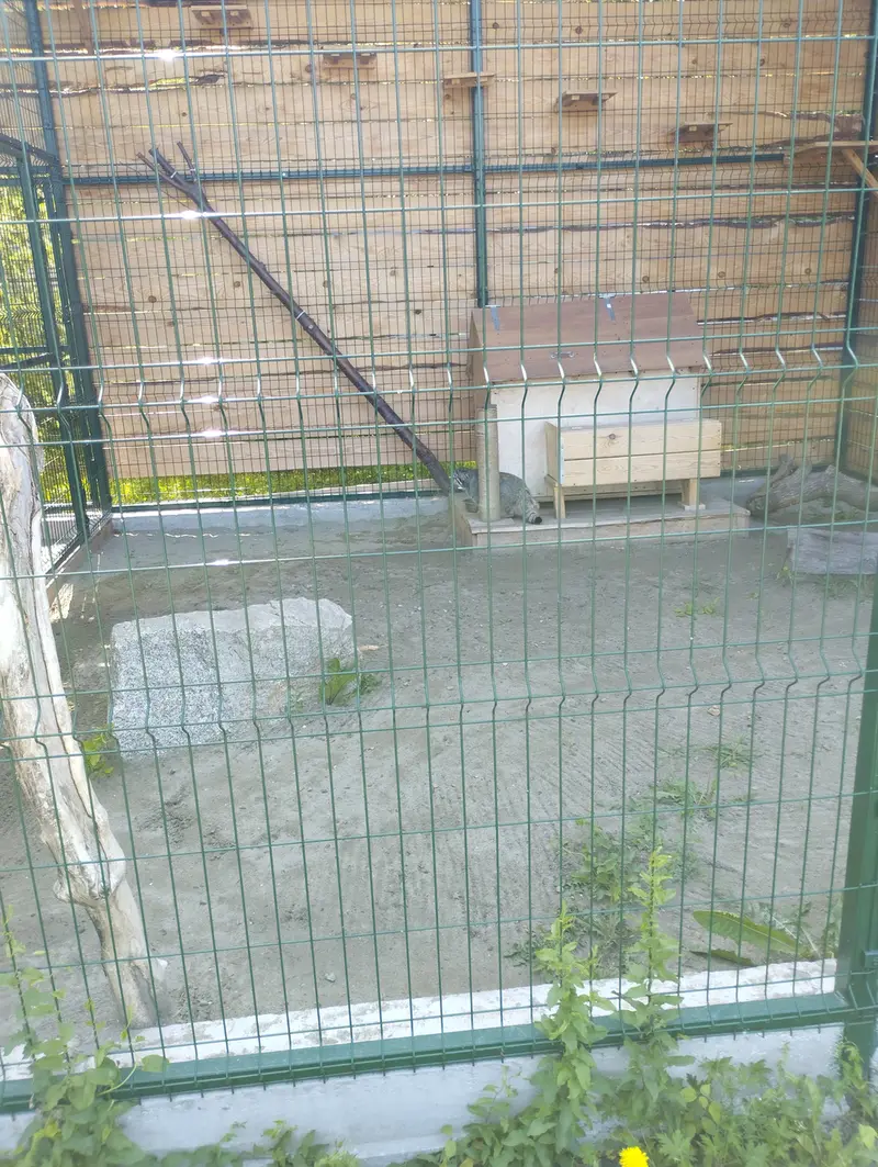 Фотография Чипа в Барнаульском Зоопарке «Лесная сказка»