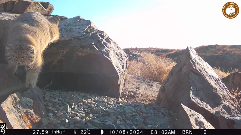 Фотография Сибирского Манула с фотоловушки Киикбай [новинка]