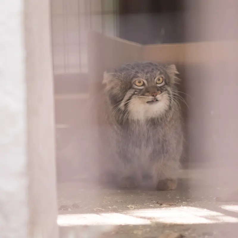 Фотография Фиги в Зоопарке Ногеяме