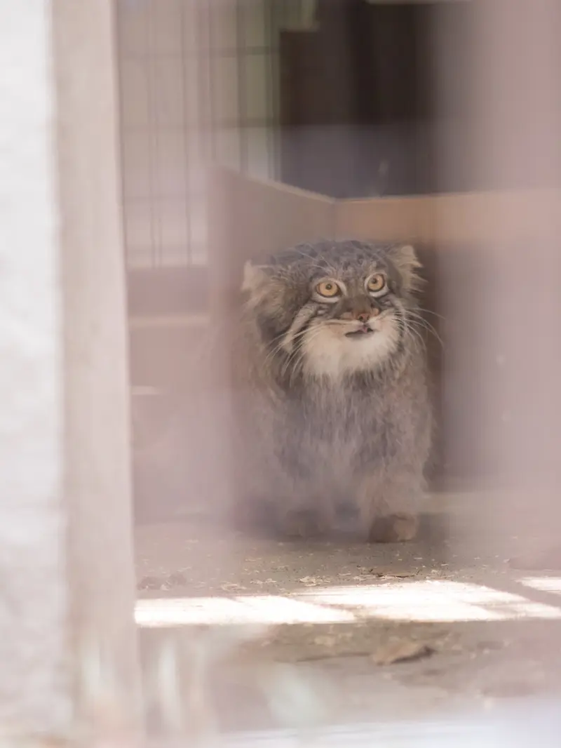 Фотография Фиги в Зоопарке Ногеяме