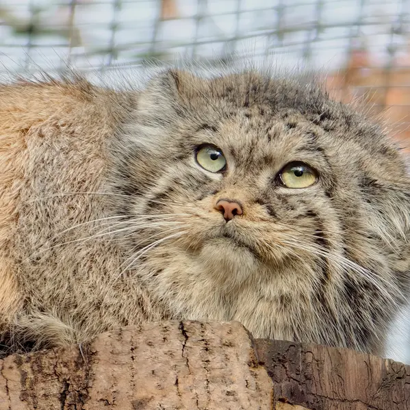 Фотография Улы в Гданском Зоопарке