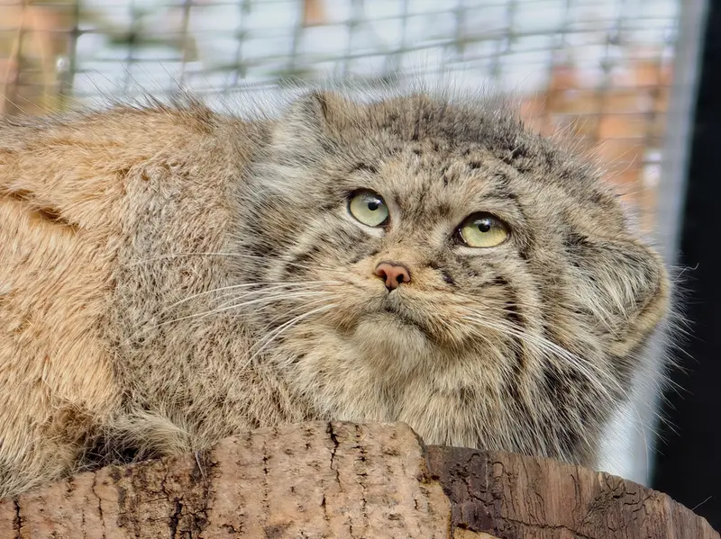 Фотография Улы в Гданском Зоопарке