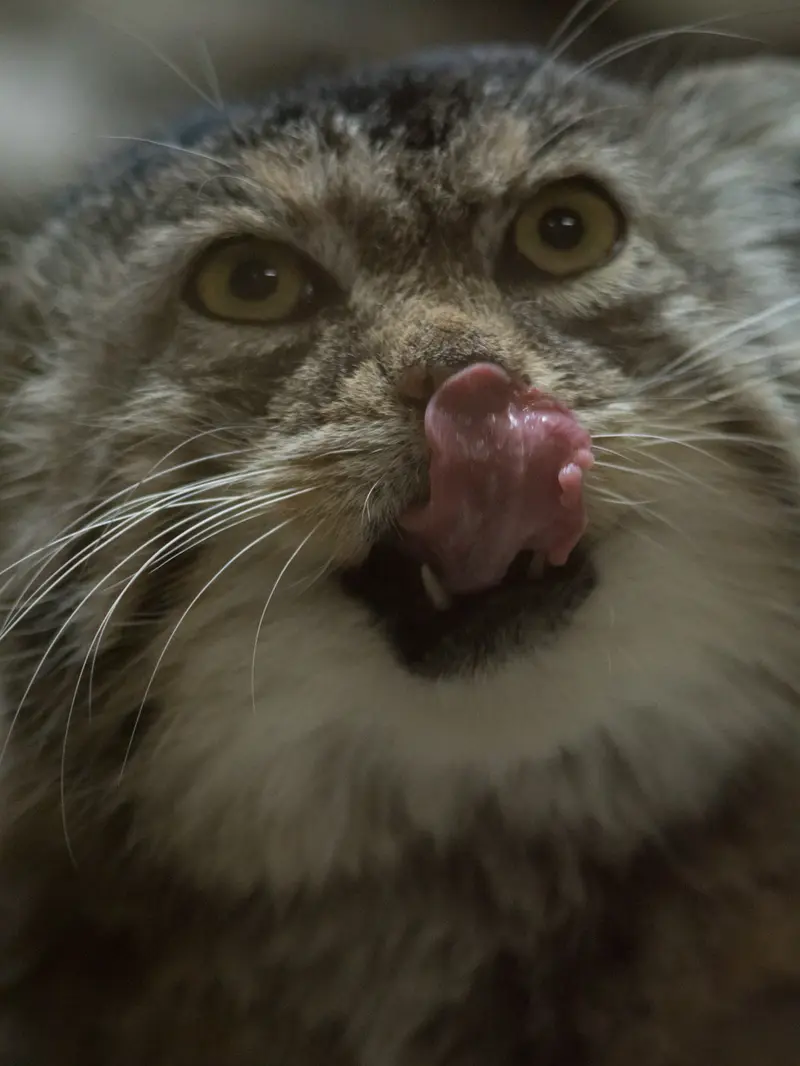 Фотография Примулы в Зоопарке Уено