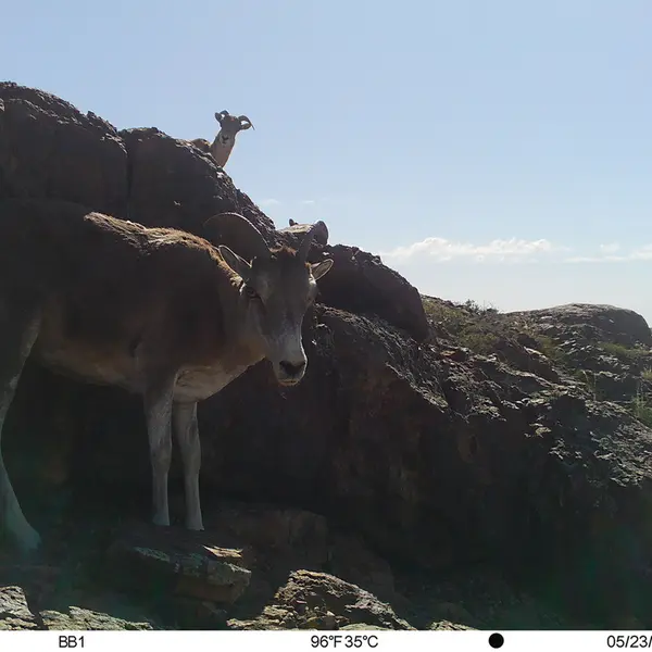 Фотография Аргали с фотоловушки Актас-Кункора
