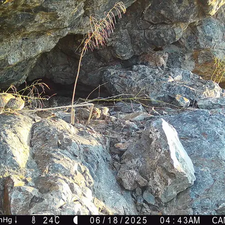 Фотография Сераи Куропатки с фотоловушки Жунды 1