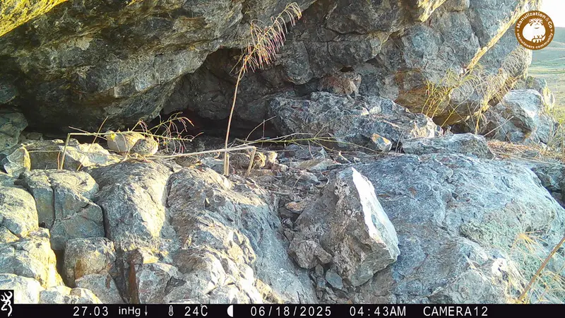 Фотография Сераи Куропатки с фотоловушки Жунды 1