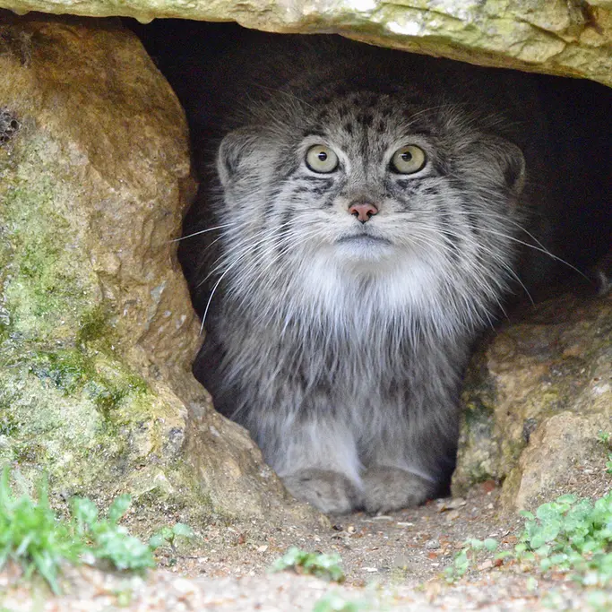 Фотография с манулом в Парке диких животных Порт-Лимпн
