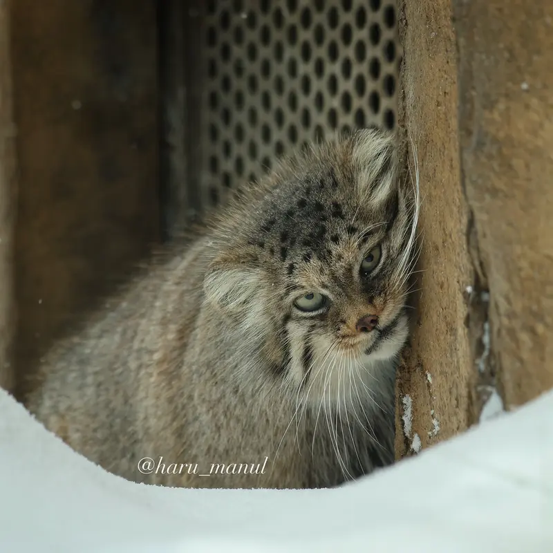 Фотография Полли в Царстве Животных Насу