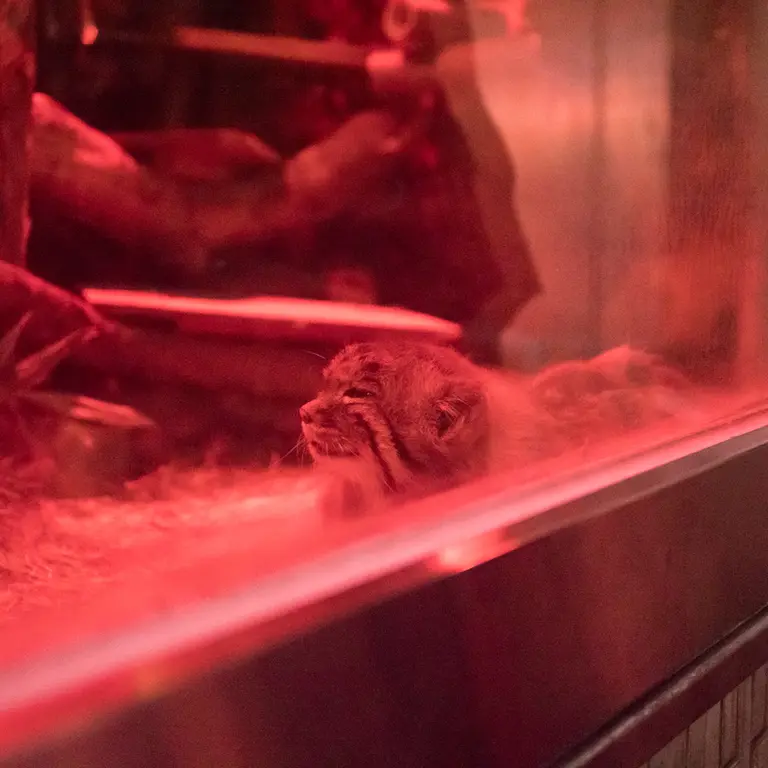 Фотография Найма в Зоопарке Уено