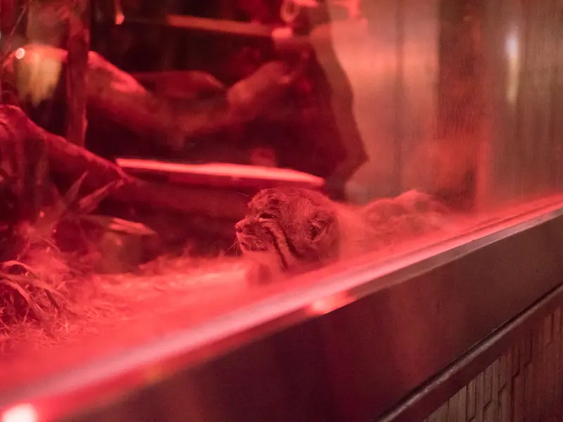 Фотография Найма в Зоопарке Уено