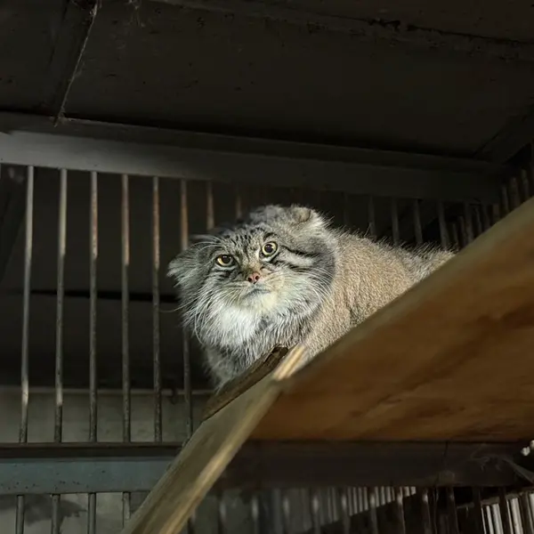 Фотография Груши в Зоопарке Асахияма