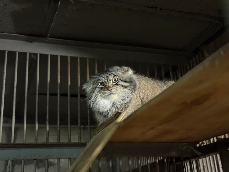 Фотография Груши в Зоопарке Асахияма