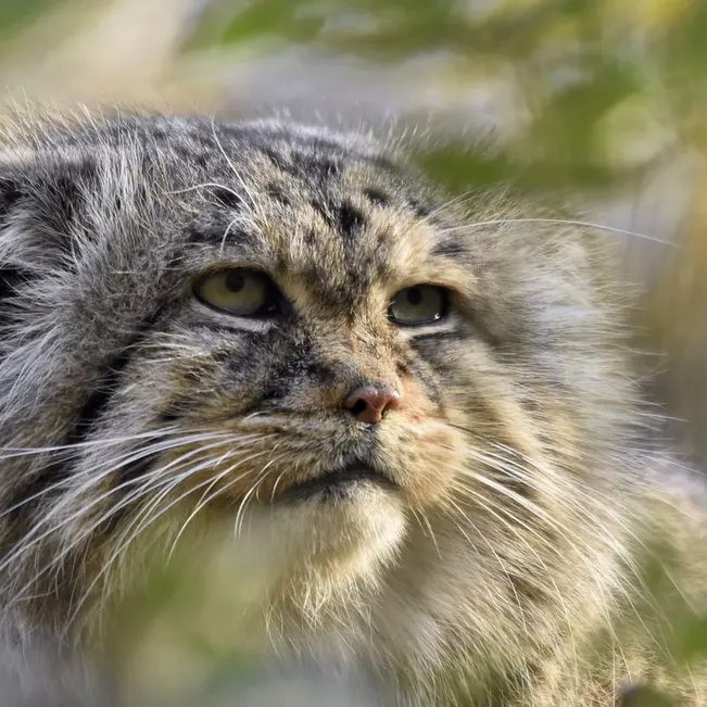 Фотография Майтука в Сафари-заповеднике Люминьи