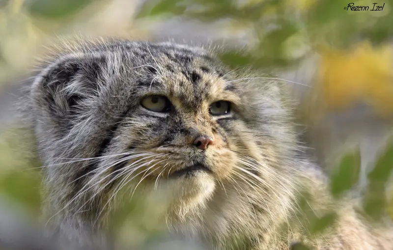 Фотография Майтука в Сафари-заповеднике Люминьи