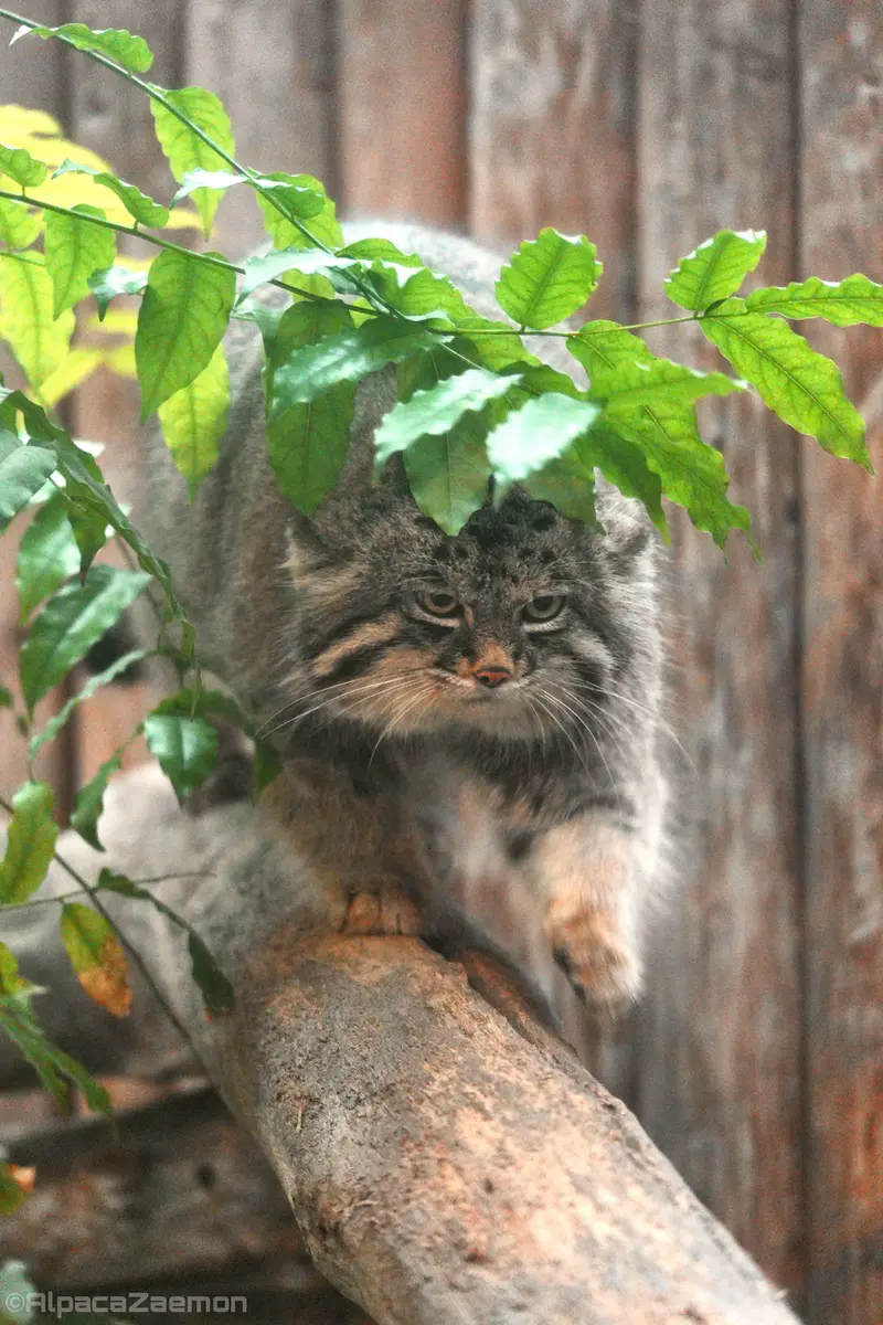 Фотография Нара в Царстве Животных Кобе