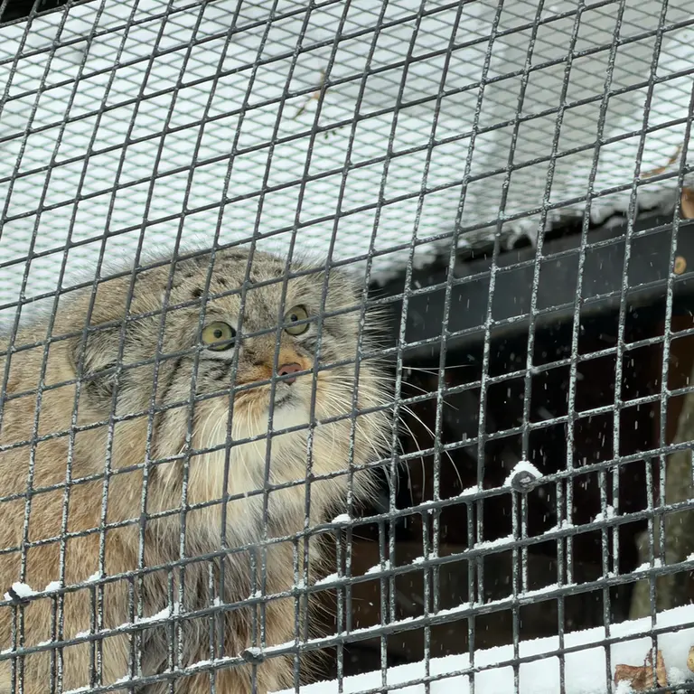 Фотография Шу в Ленинградском Зоопарке