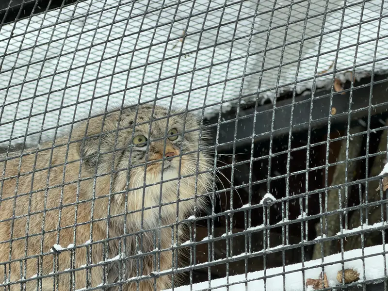 Фотография Шу в Ленинградском Зоопарке