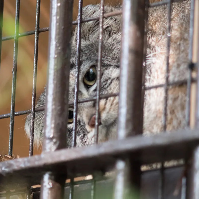 Фотография Фиги в Зоопарке Ногеяме