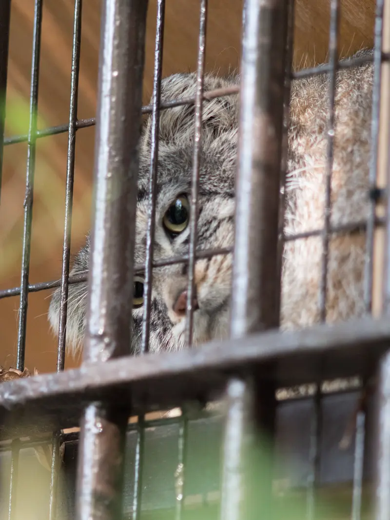 Фотография Фиги в Зоопарке Ногеяме