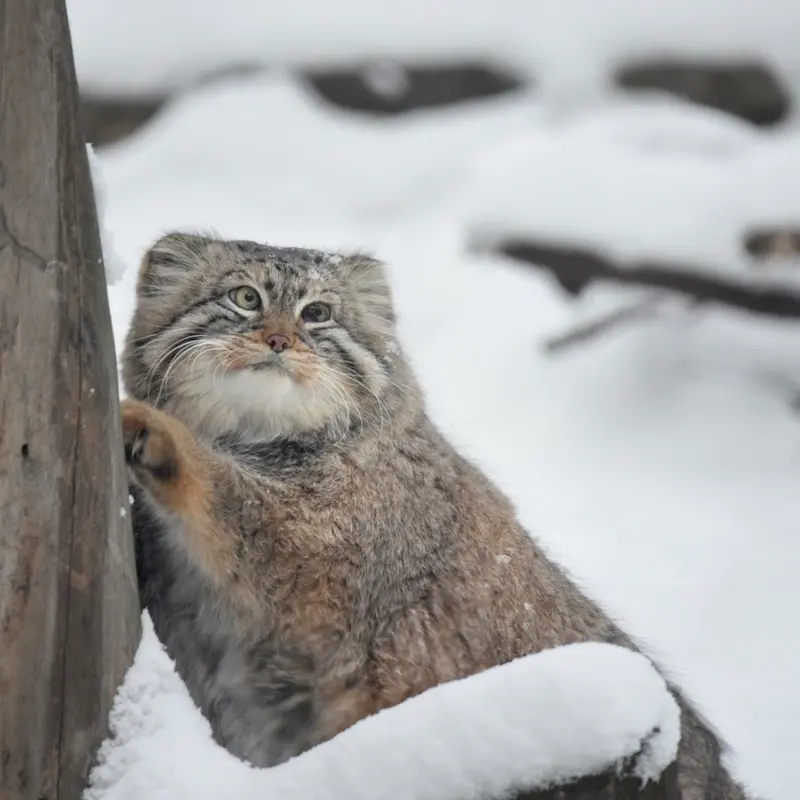 Фотография с манулом в Новосибирском Зоопарке