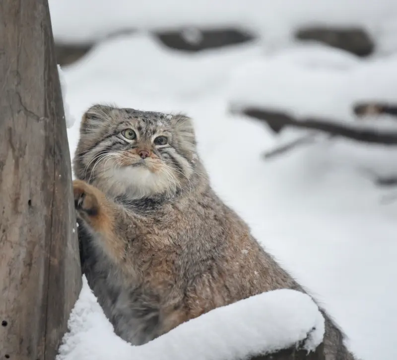 Фотография с манулом в Новосибирском Зоопарке