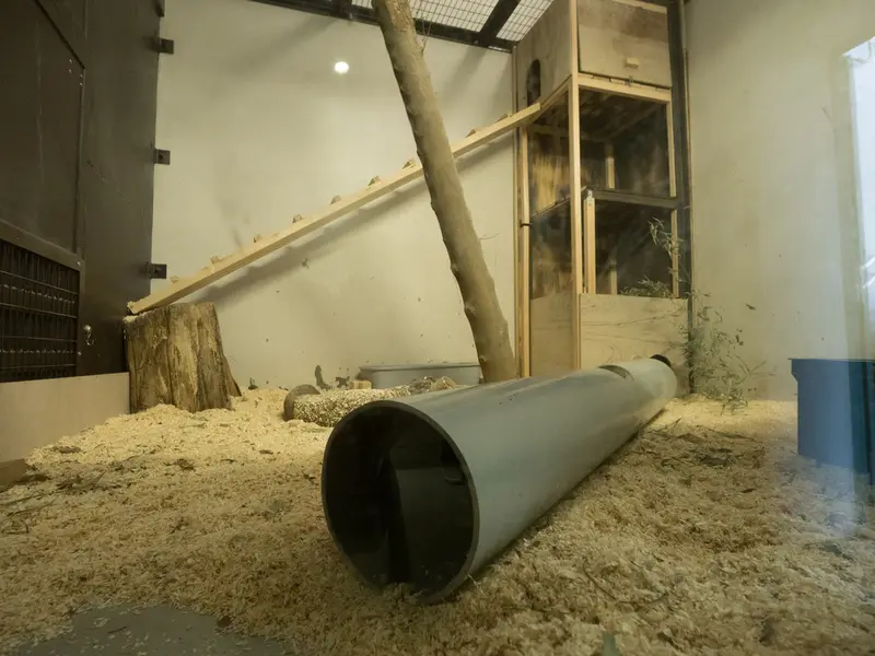 Фотография с манулом в Зоопарке Ногеяме