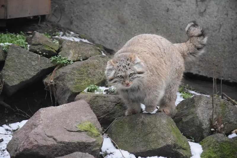 Фотография Люси в Будапештском Зоопарке