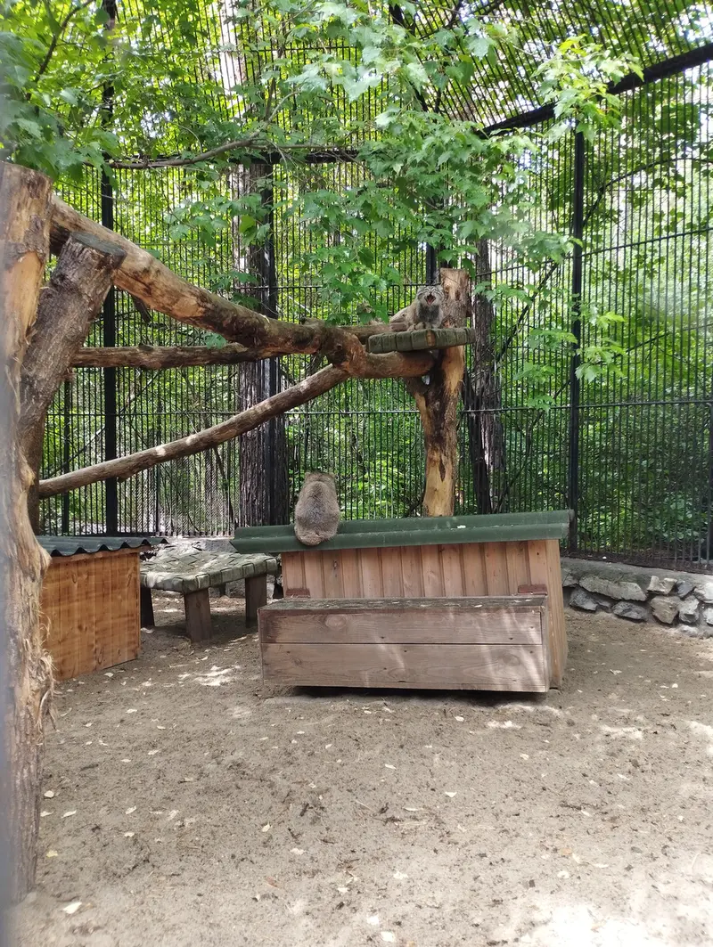 Фотография с манулом в Новосибирском Зоопарке