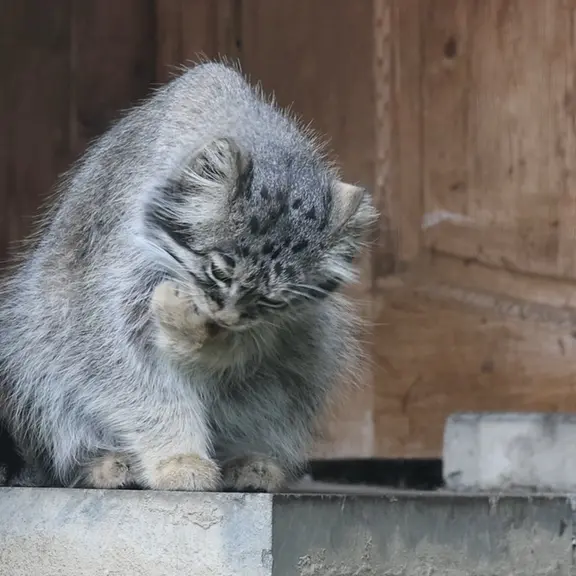 Фотография с манулом в Московском Зоопарке